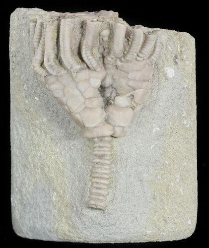 Bargain, Macrocrinus Crinoid Fossil - Crawfordsville, Indiana #48416